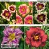 Hemerocallis Fringed Collection