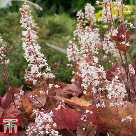 Heuchera 'Caramel' 4 Heuchera 'Caramel' - Image 2