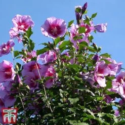 Hibiscus Syriacus 'Purple Pillar' -Garden Plants hibi
