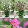 Hibiscus 'Flower Tower Collection' -Garden Plants hibi tower