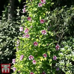 Hibiscus Syriacus 'Purple Pillar' -Garden Plants hibs