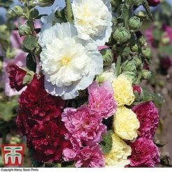 Everlasting Perennial Collection -Garden Plants hollyhock chatersmixed3