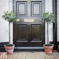 Holly 'Golden King' (Standard Tree) -Garden Plants hols1