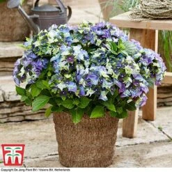 Hydrangea Macrophylla 'Lady Mata Hari Duo' (Royalty Collection) 8 Hydrangea Macrophylla 'Lady Mata Hari Duo' (Royalty Collection) -Garden Plants hyd blue T1