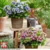 Hydrangea Macrophylla 'Lady Mata Hari Duo' (Royalty Collection) 1 Hydrangea Macrophylla 'Lady Mata Hari Duo' (Royalty Collection) -Garden Plants hyd duo T