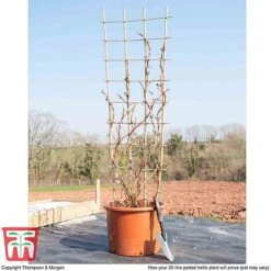 Hydrangea Petiolaris 11 Hydrangea Petiolaris -Garden Plants hyd pet1