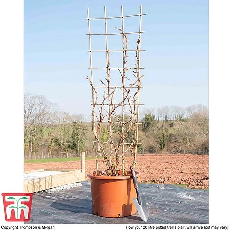 Hydrangea Petiolaris 6 Hydrangea Petiolaris - Image 4