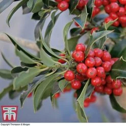 Holly 'Green Alaska' -Garden Plants ilex gree b