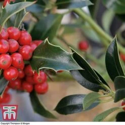 Holly 'Green Alaska' -Garden Plants ilex gree c