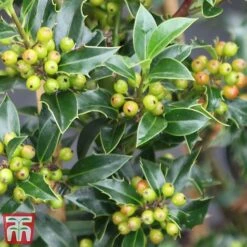Holly 'Green Alaska' -Garden Plants ilex gree f
