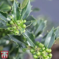Holly 'Green Alaska' -Garden Plants ilex green e