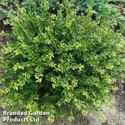 Ilex Crenata 'Glorie Dwarf' -Garden Plants ilexglorie