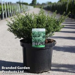 Ilex Crenata 'Glorie Dwarf' -Garden Plants ilexglorie10L