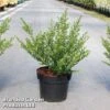 Ilex Crenata 'Glorie Dwarf'