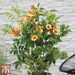 Campsis Duo -Garden Plants indian
