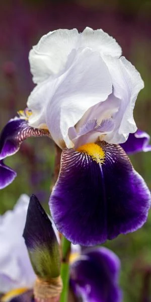 IRIS 'Braithwaite' (TB) 4 IRIS 'Braithwaite' (TB) - Image 2