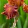 IRIS 'Carnival Time' (TB) -Garden Plants iris carnival time 5240188
