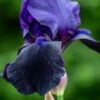 IRIS 'Deep Black' (TB) 2 IRIS 'Deep Black' (TB) -Garden Plants iris deep black tb 5230140