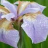 IRIS 'Rikugi-sakura'