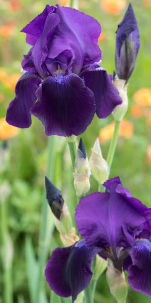 IRIS 'Sable' (TB) 3 IRIS 'Sable' (TB)