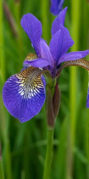 IRIS 'Tropic Night' 4 IRIS 'Tropic Night' - Image 2