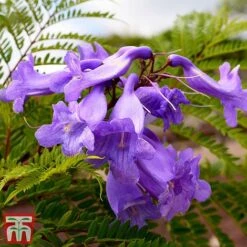 Jacaranda 'Bonsai Blue' -Garden Plants jaca bons