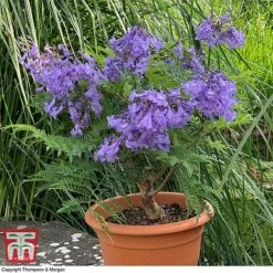 Jacaranda 'Bonsai Blue' -Garden Plants jaca bonsa