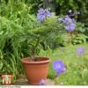 Jacaranda 'Bonsai Blue' -Garden Plants jaca bonsai1