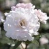 'A Whiter Shade Of Pale' Hybrid Tea Rose -Garden Plants jope04158 shade of pale