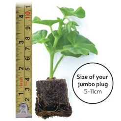 Begonia 'Fragrant Falls Improved™ - Apricot Delight' -Garden Plants jumboplugsize80