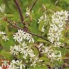 Amelanchier Canadensis -Garden Plants june