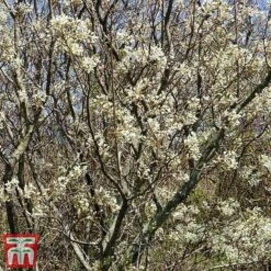 Amelanchier Canadensis -Garden Plants june4