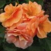 'Together Forever' Floribunda Rose -Garden Plants kose01299 together forever
