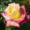 'Love And Peace' Hybrid Tea Rose 1 'Love And Peace' Hybrid Tea Rose -Garden Plants lage00913 love peace