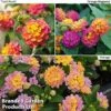 Lantana Camara Calippo Collection -Garden Plants lantana4