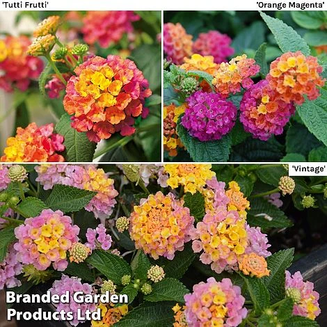 Lantana Camara Calippo Collection 3 Lantana Camara Calippo Collection