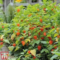 Perennial Saver Collection -Garden Plants lantern22