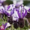 Lavender 'Twin Summer' (Butterfly Garden) -Garden Plants lave twin a1