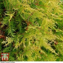 Leyland Cypress 'Castlewellan' Topiary -Garden Plants leyland