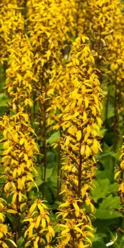 LIGULARIA Stenocephala