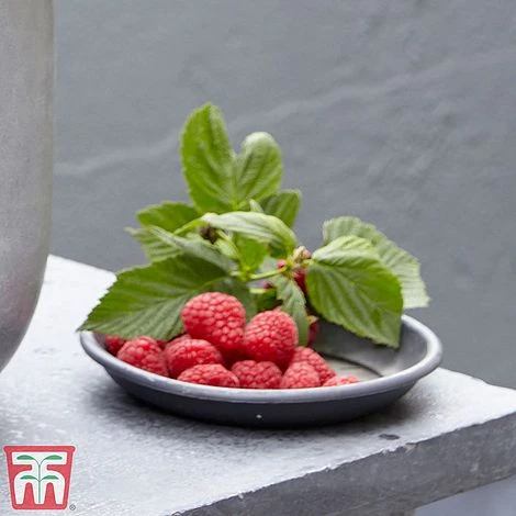 Raspberry 'Little Sweet Sister' 4 Raspberry 'Little Sweet Sister' - Image 2