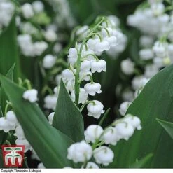Perennial Saver Collection -Garden Plants lily of the vally2