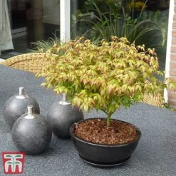 Acer Palmatum 'Little Princess' -Garden Plants littleprin3