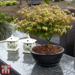 Acer Palmatum 'Little Princess' -Garden Plants littleprin4