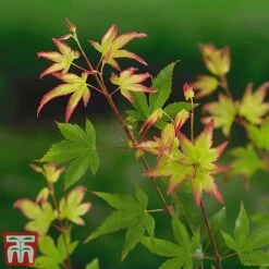 Acer Palmatum 'Little Princess' -Garden Plants littleprin5