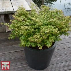 Acer Palmatum 'Little Princess' -Garden Plants littleprin6