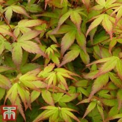 Acer Palmatum 'Little Princess' -Garden Plants littleprin7