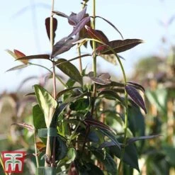 Honeysuckle 'Copper Beauty' -Garden Plants loni copp3
