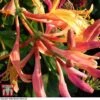 Honeysuckle 'Gold Flame'