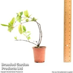 Honeysuckle 'Dart's World' 11 Honeysuckle 'Dart's World' -Garden Plants lonice